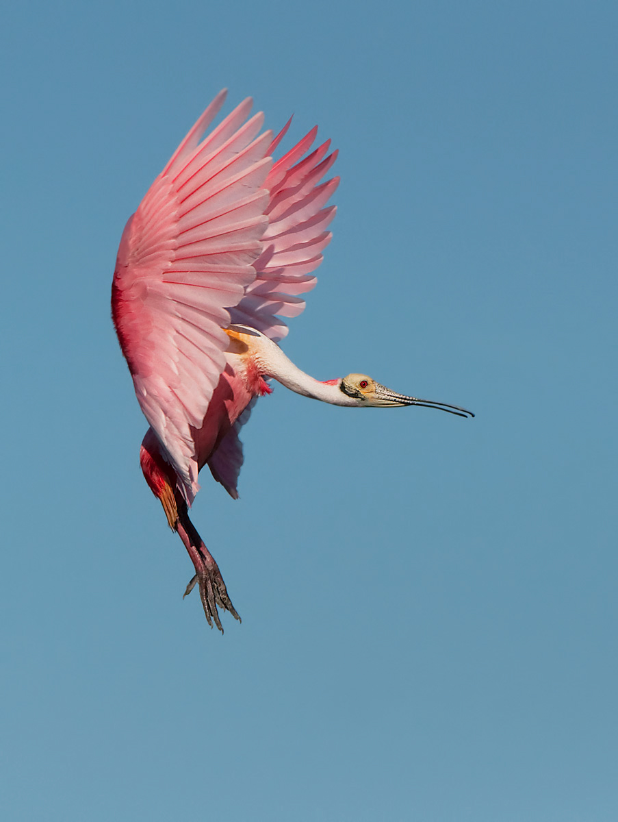 Hummingbird Pose
