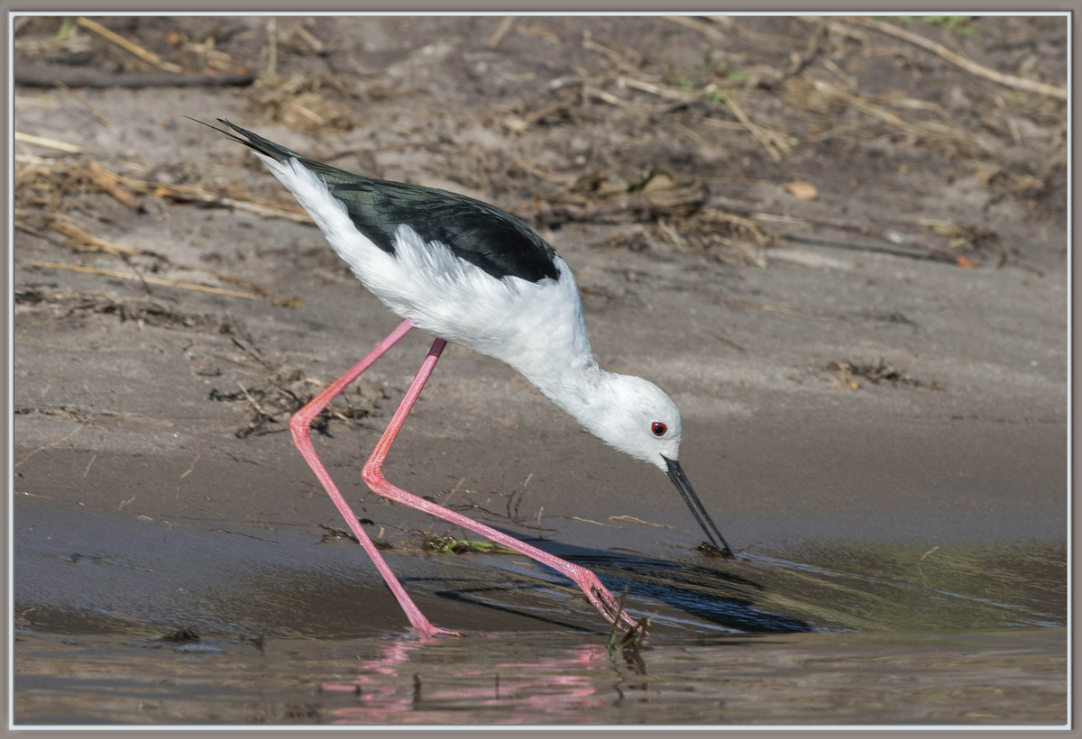 Black-Winged Stilt