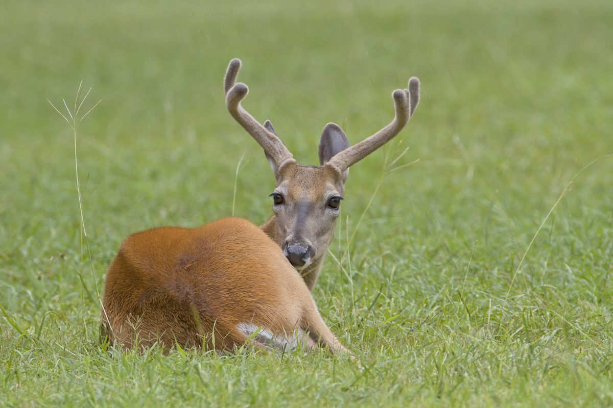 Velvet Buck
