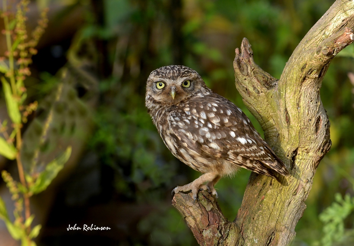 Evening Owl + Repost