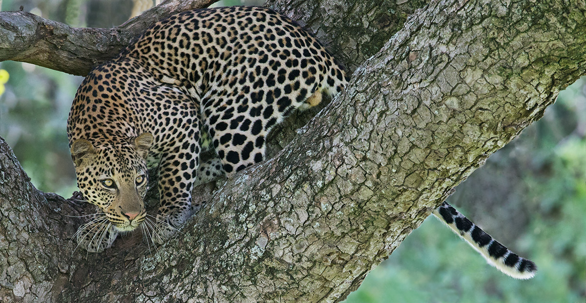 Leopard in a Tree
