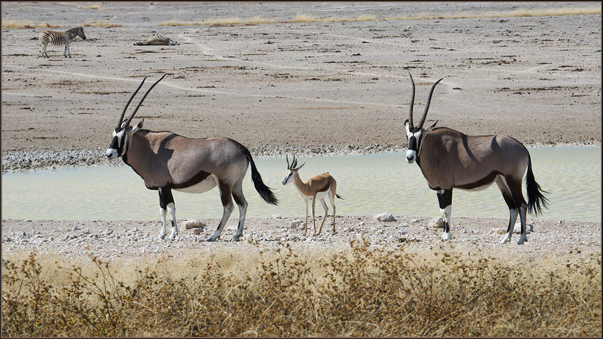 Oryx + Friends