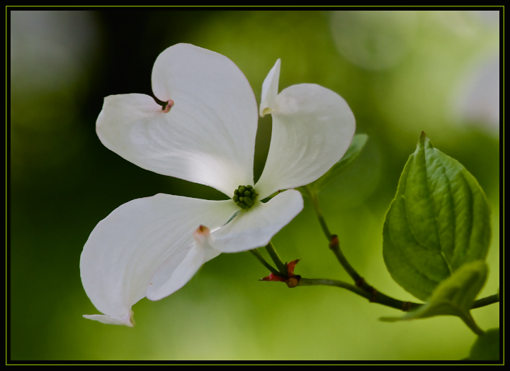 Chinese Dogwood 