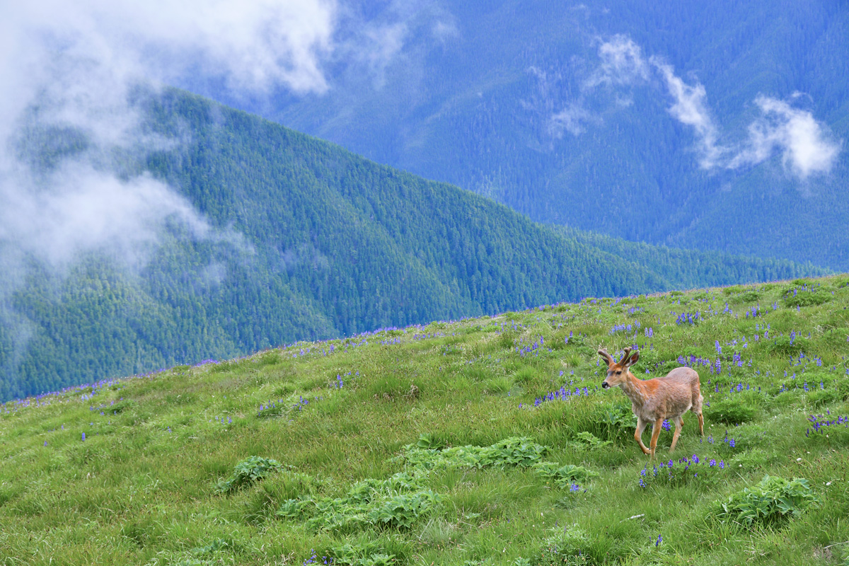 Hurricane Ridge