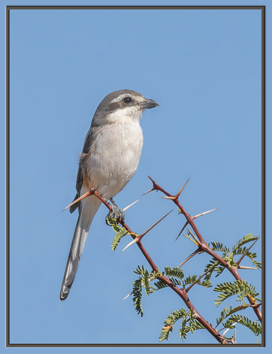 Southern Fiscal Shrike
