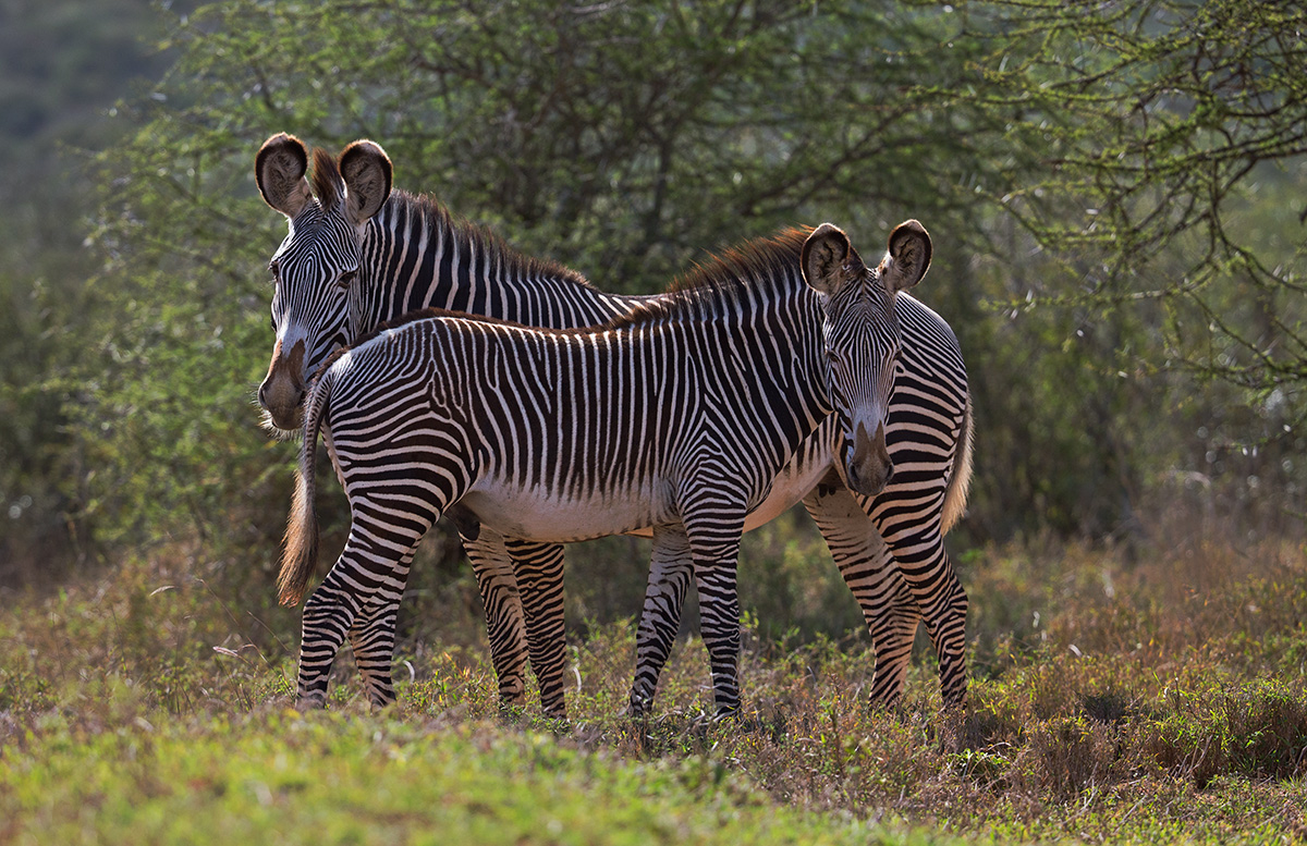 Grevy's Zebra