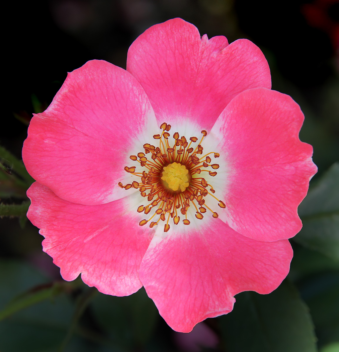 Shrub Rose