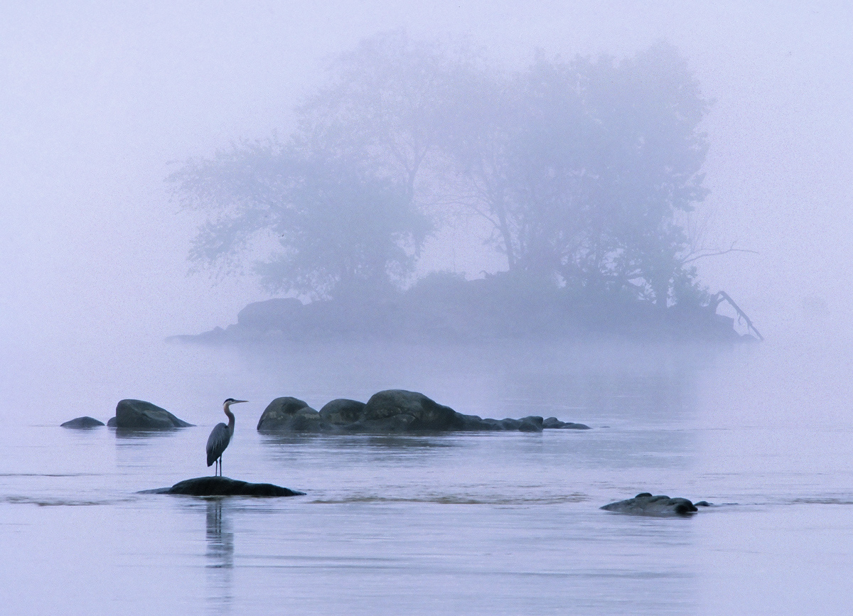 WC#644 Fauna Landscapes