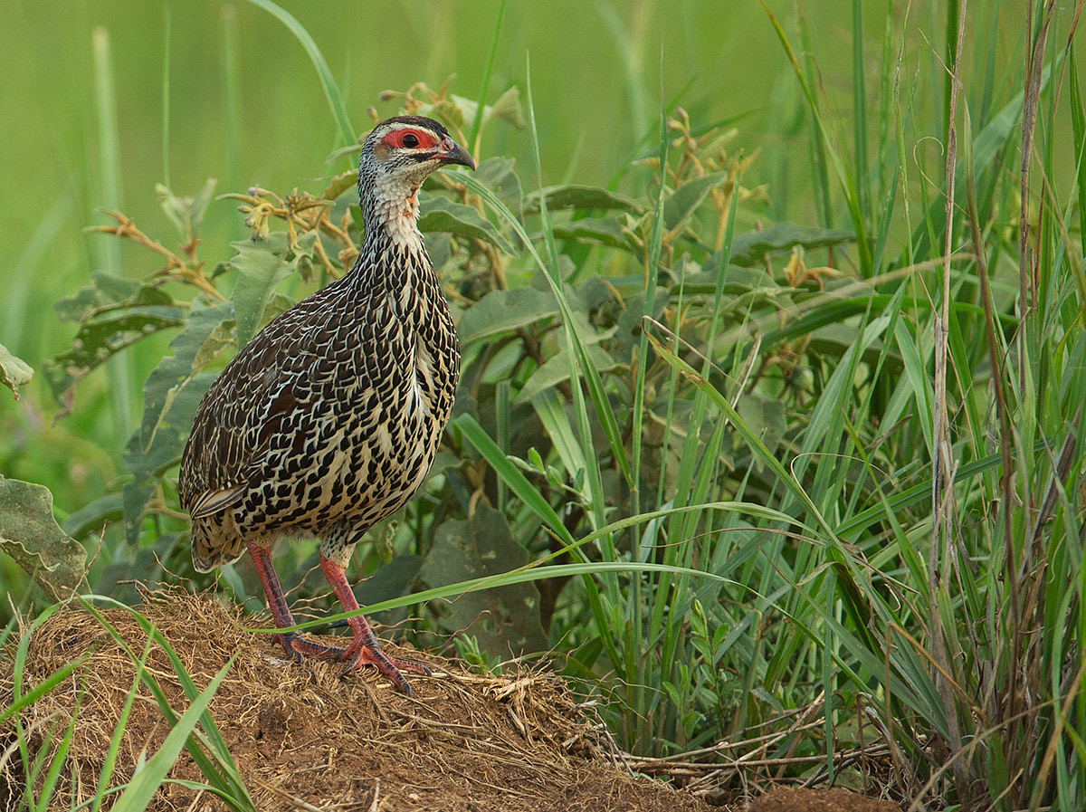Clapperton's Spurfowl