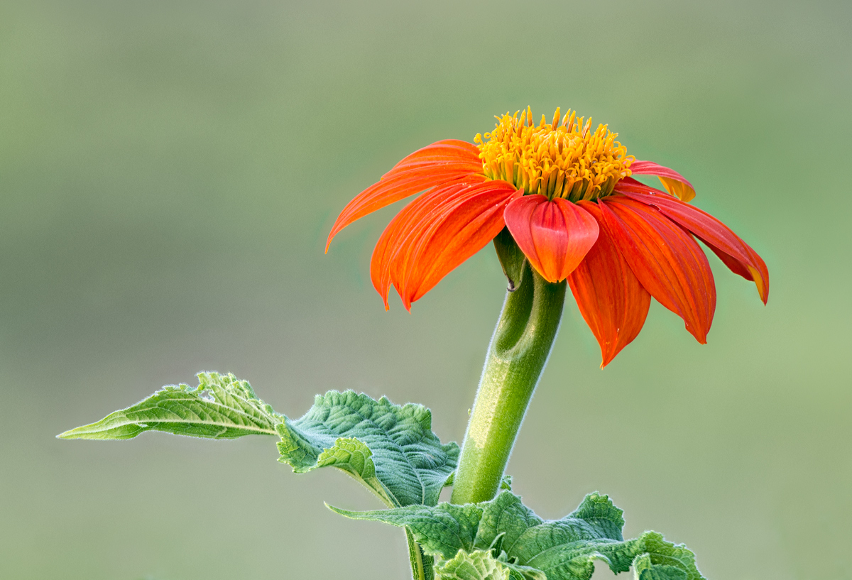 Mexican Sunflower