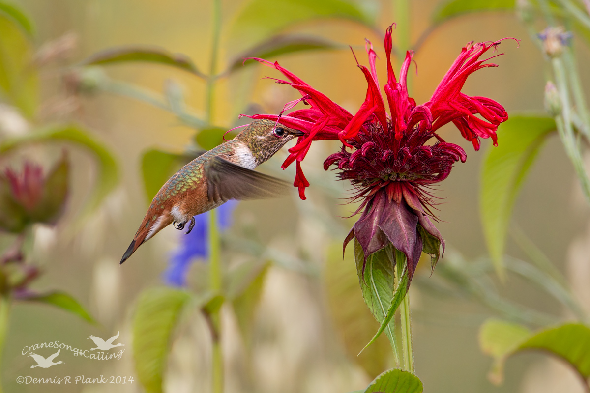 Conventional Hummer