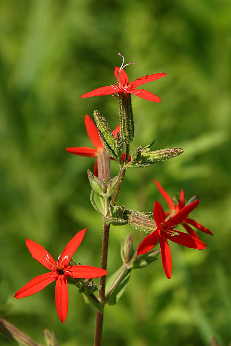 Royal Catchfly