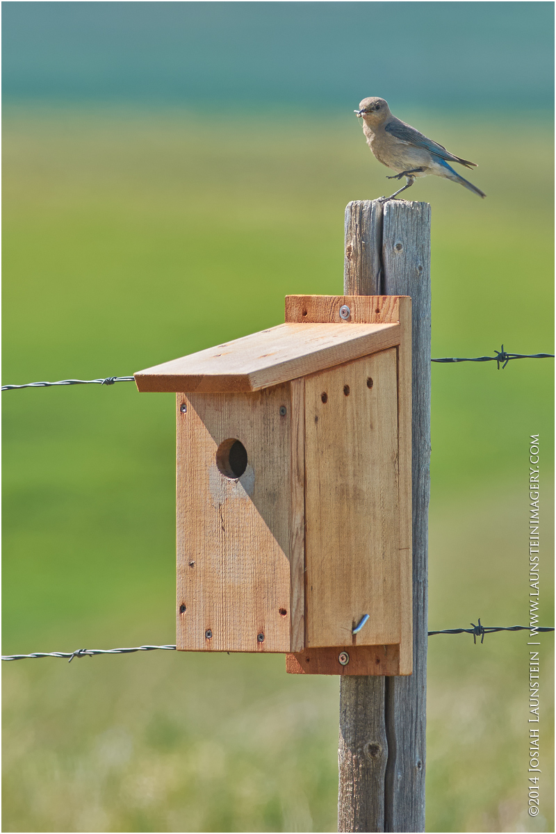 Mommy Bluebird