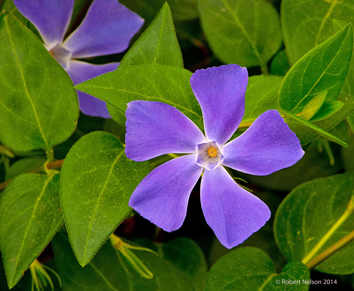 Periwinkle