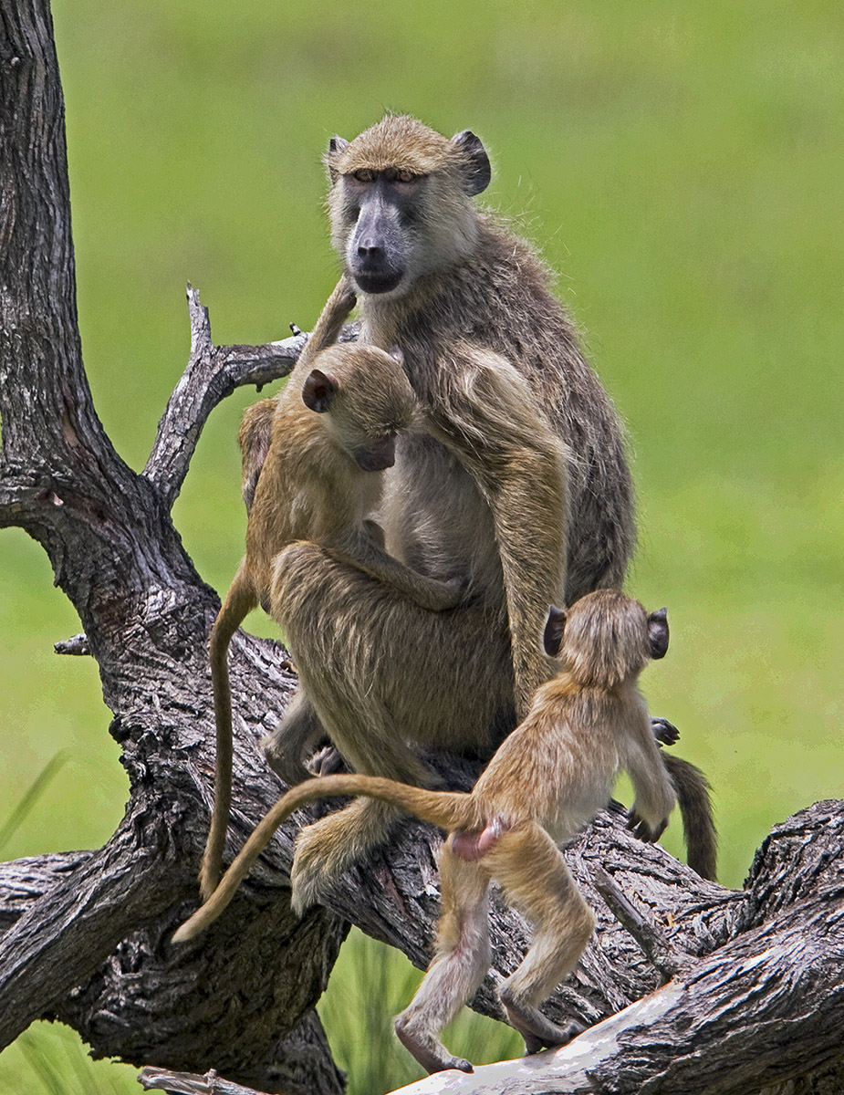 Baboon with Babies