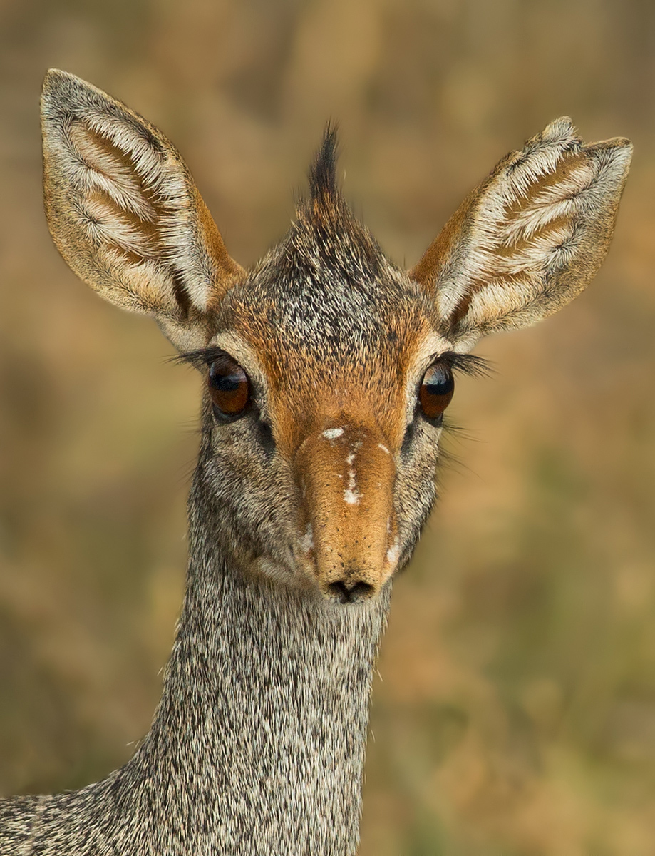 Dikdik