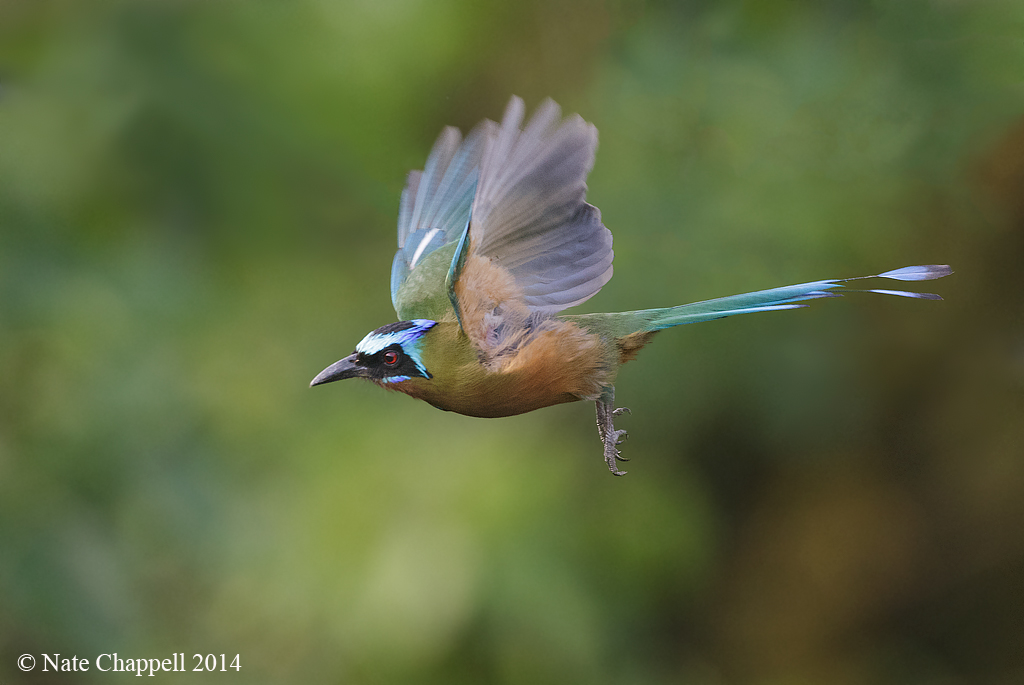 Trinidad Motmot