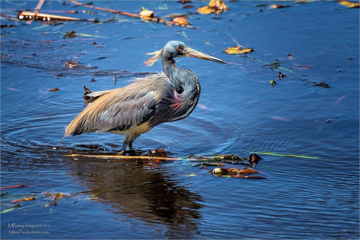 Handsome Heron