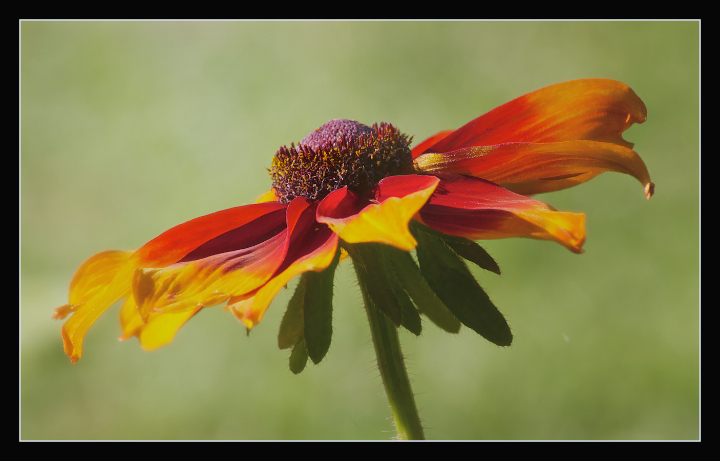 Helenium