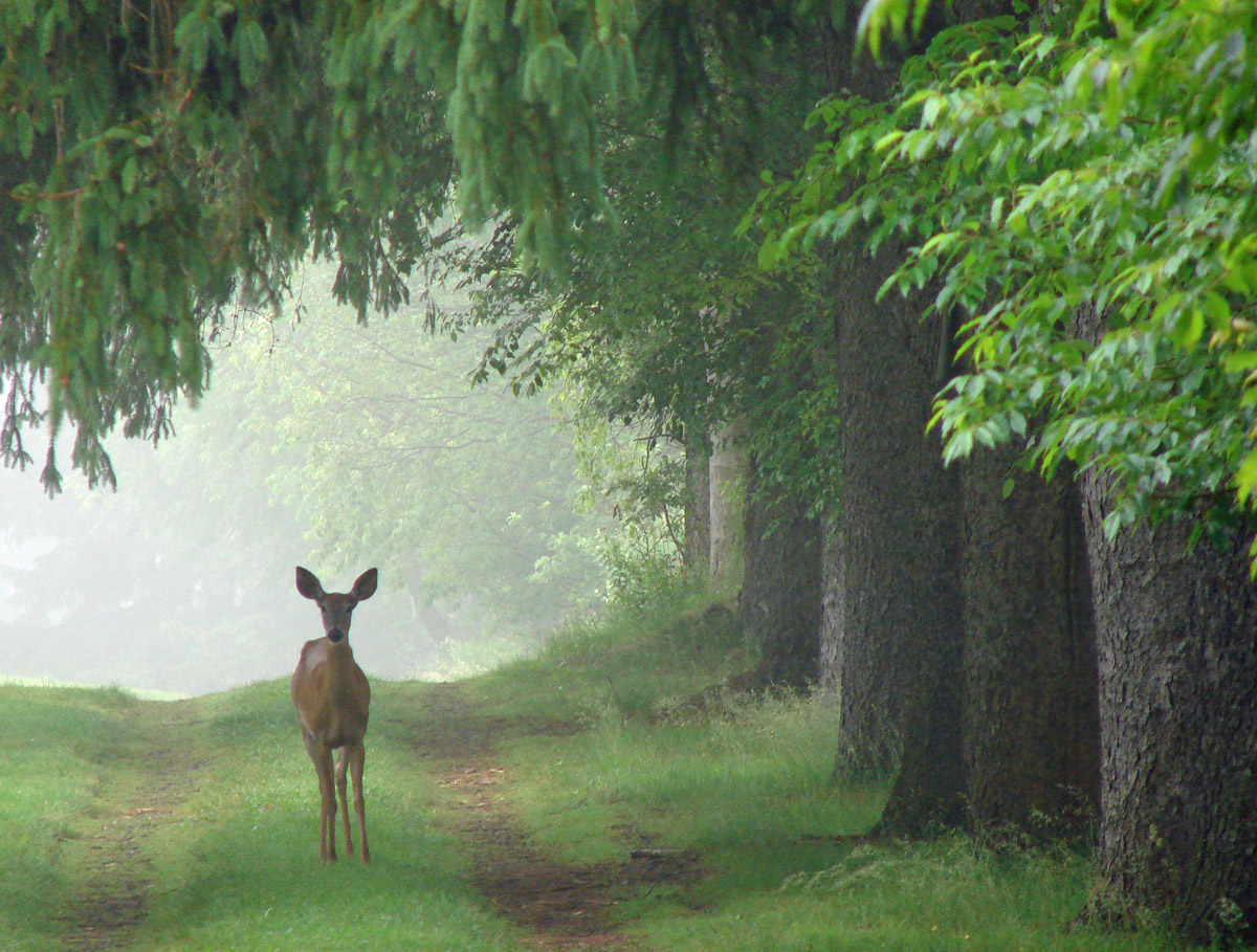 The Apparition