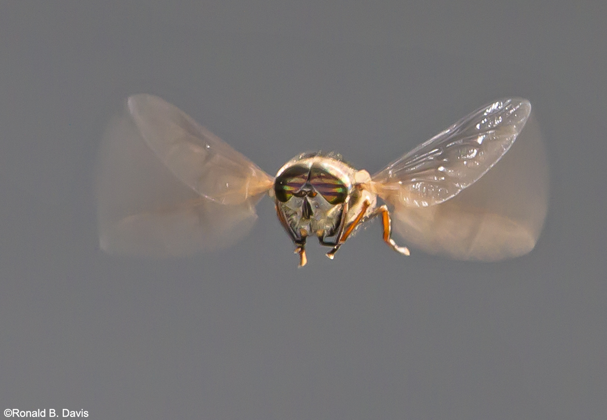 Hoverfly