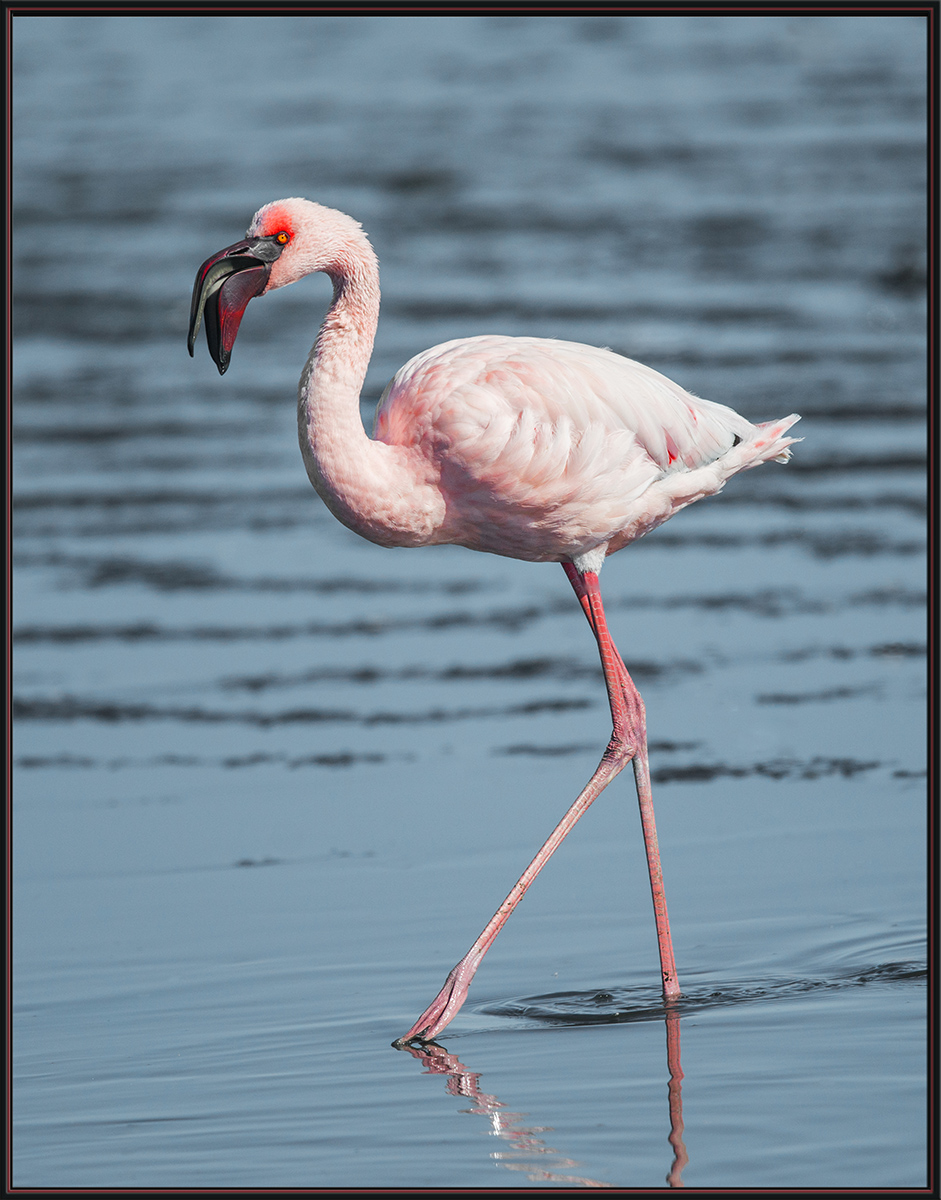 Lesser Flamingo