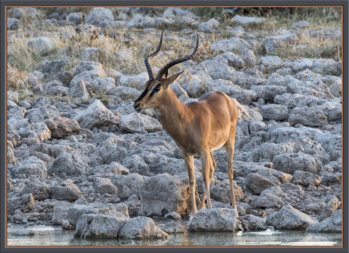 Black-Faced Impala