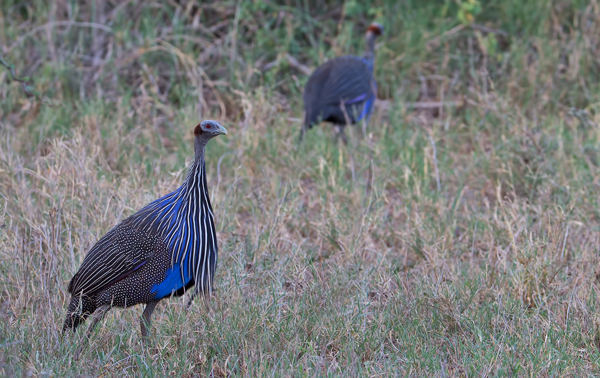 Vulturine Guinea Fowl