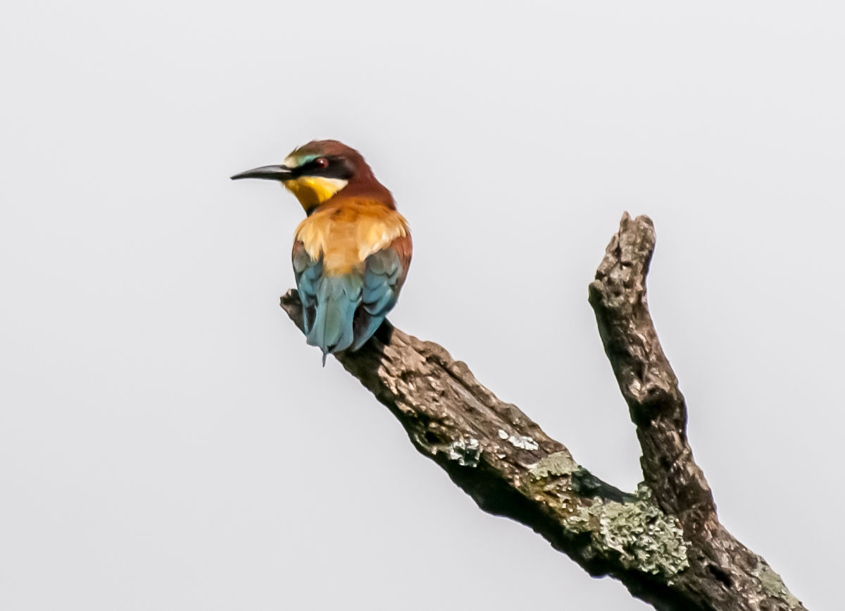 European Bee-eater