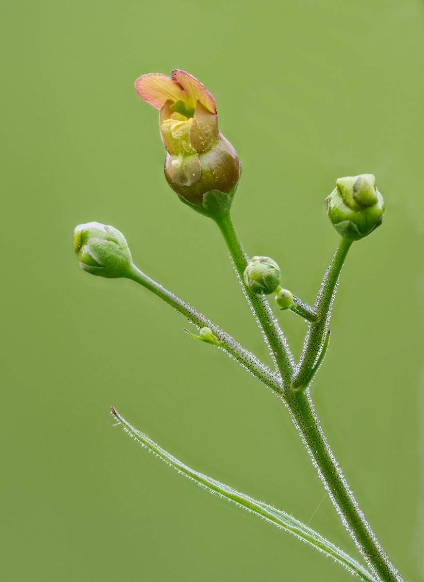 Early Figwort