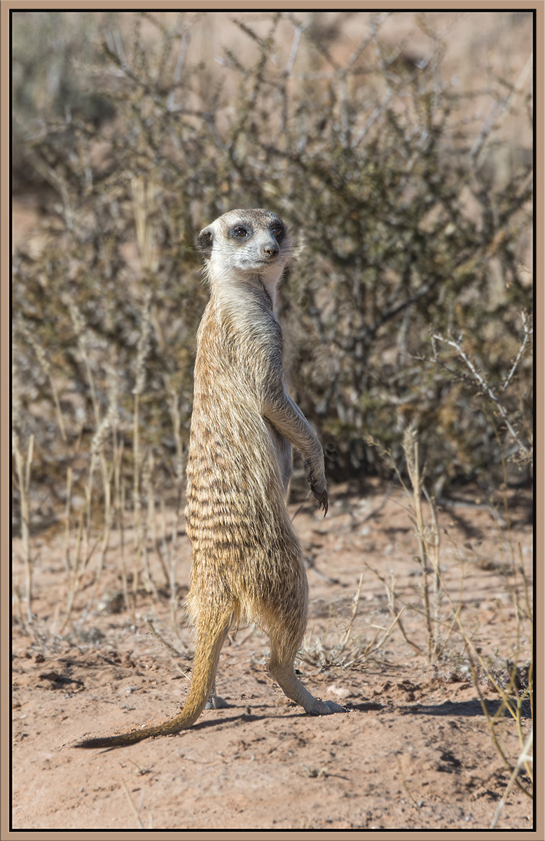MeerKat