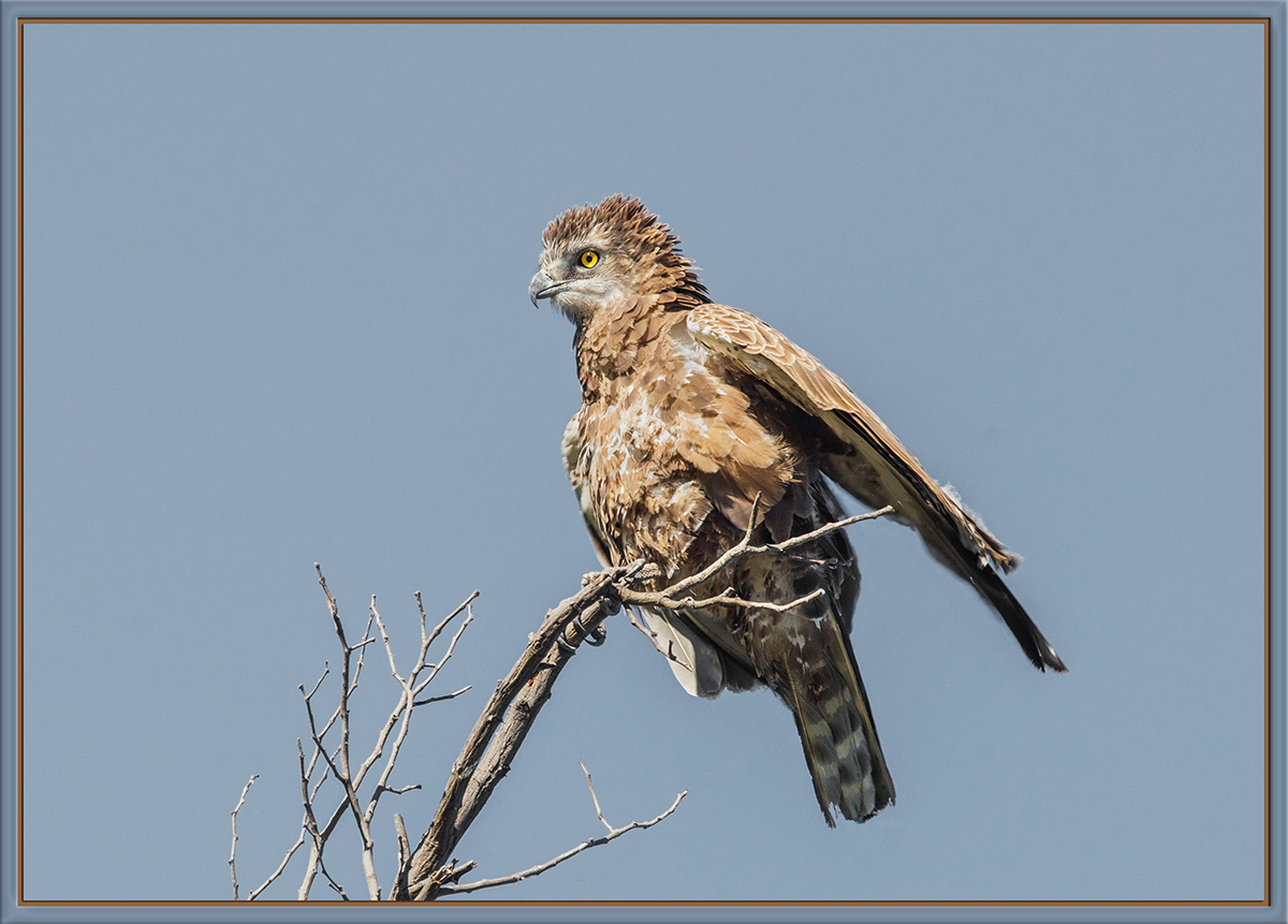 Brown Snake-Eagle