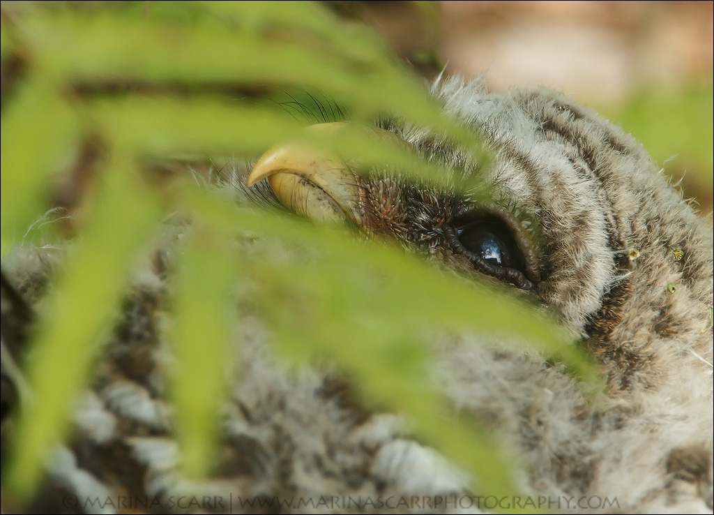 Sneaking a Peek 