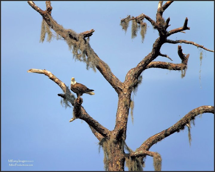 Perfect Perch