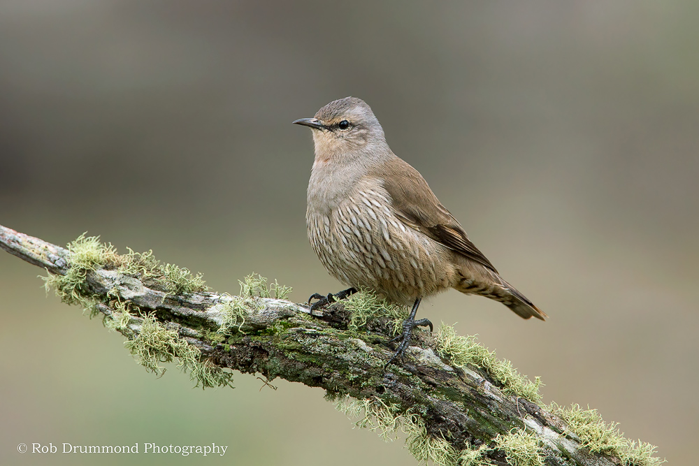 Brown Treecreeper