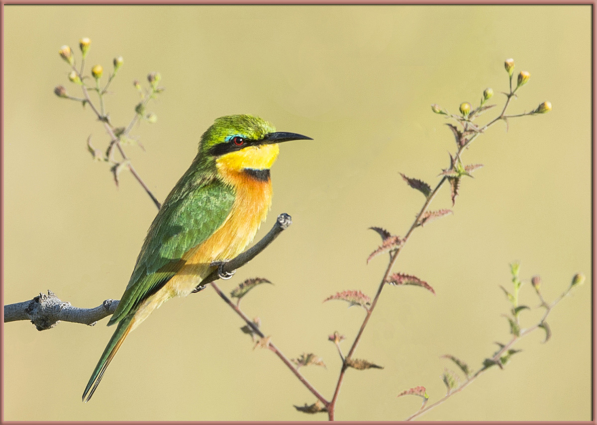 Little Bee-Eater