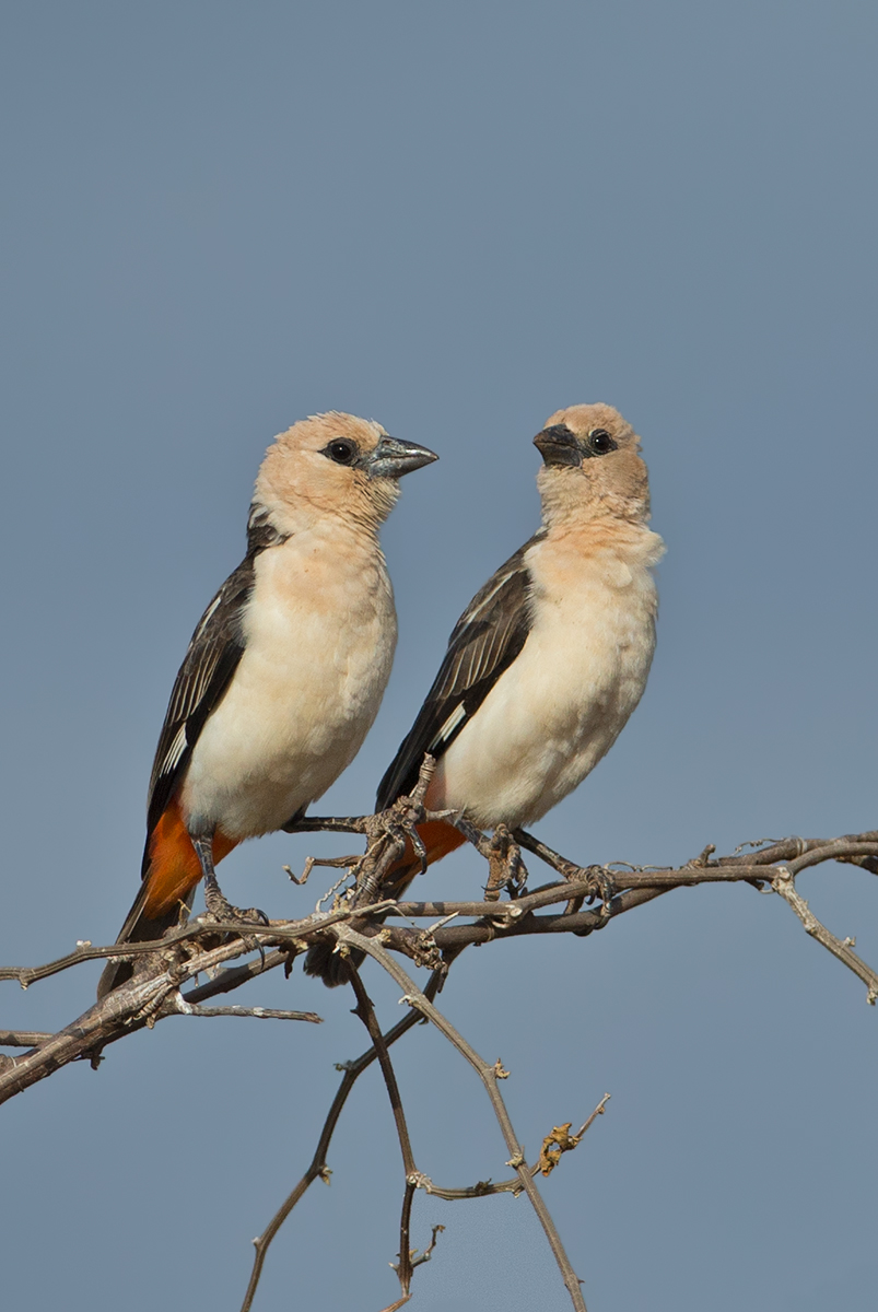 GreyHeadedBuffaloWeaver 