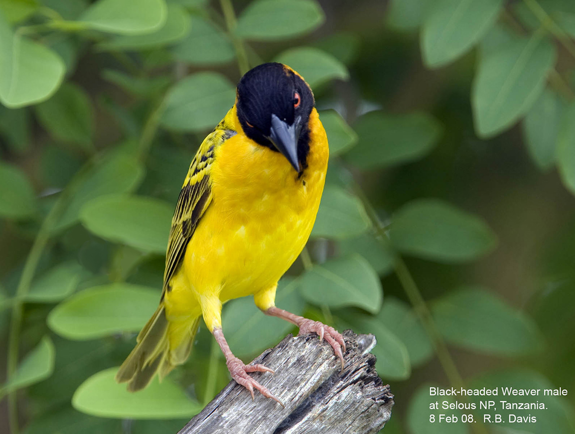 Black-headed Weaver