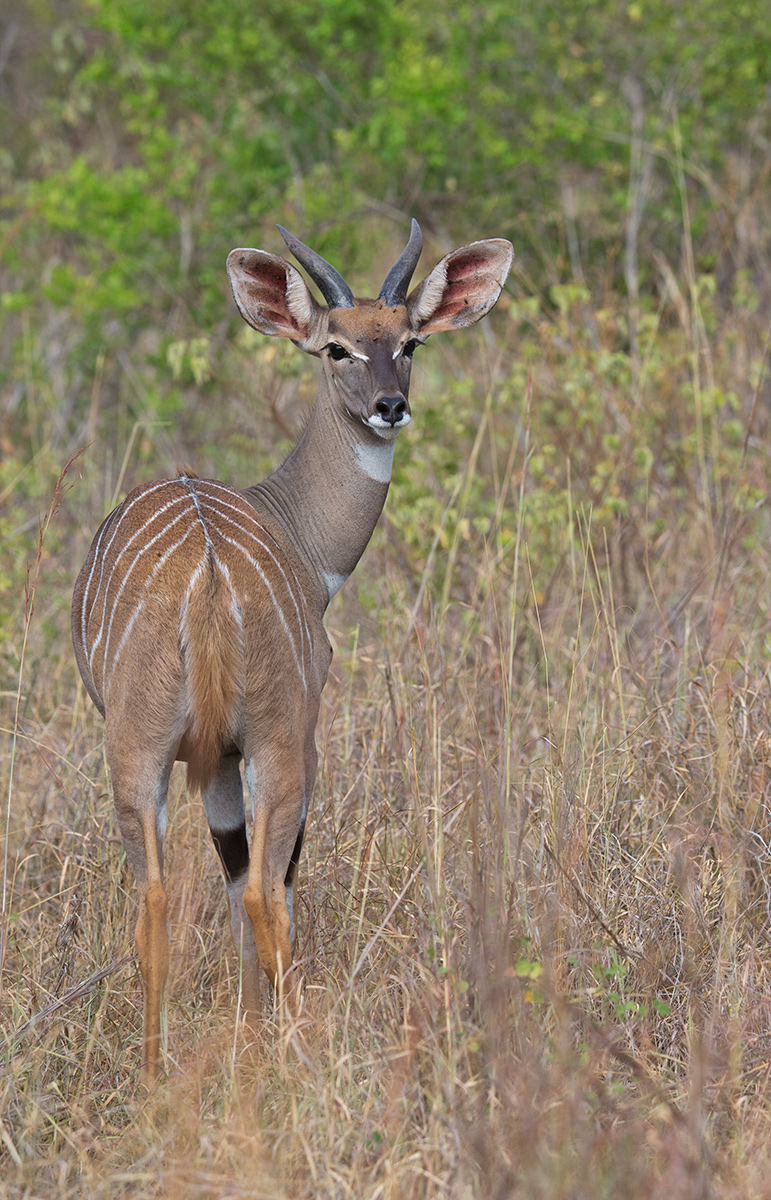 Young Male Lesser Kudu