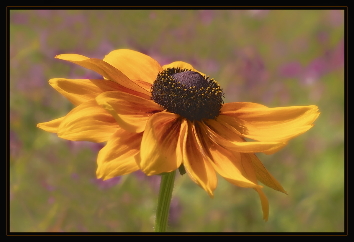 Helenium #2
