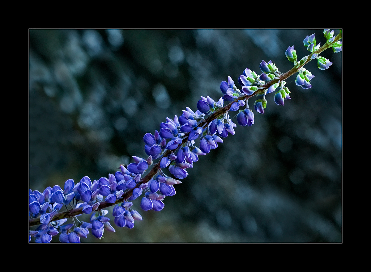 Along the Metolius River