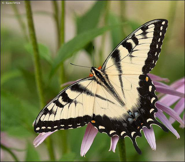 Tiger Swallowtail