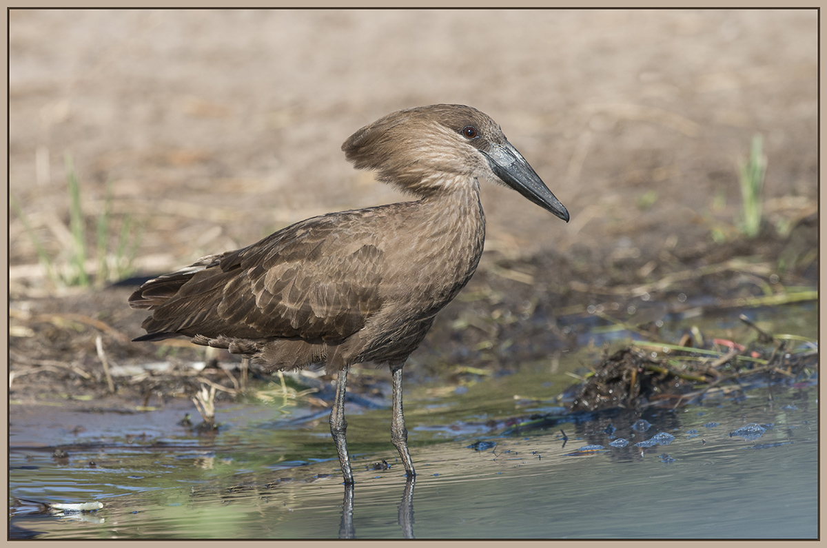 Hammerkop