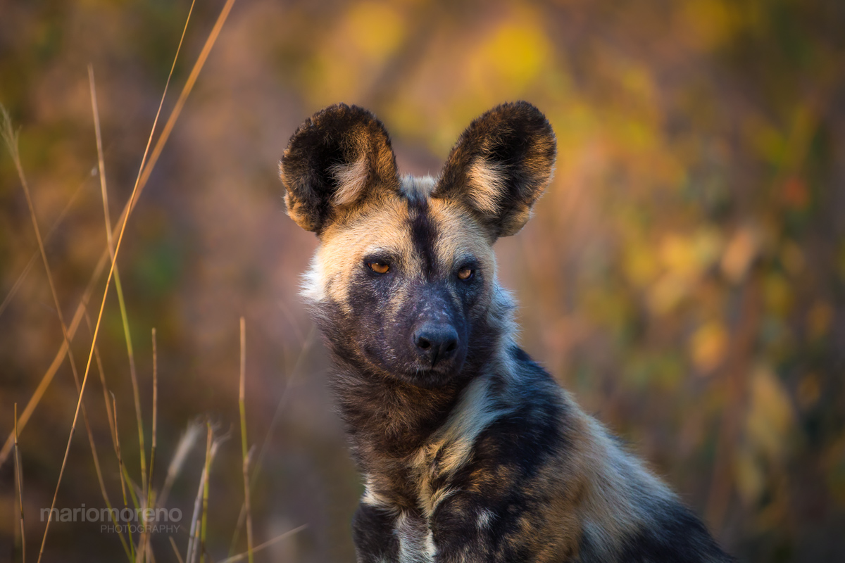 The Painted Dog