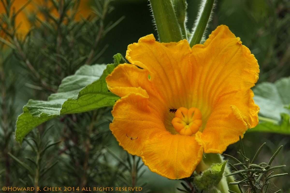 'Pumpkinary'