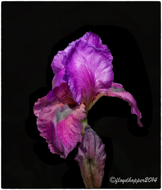 Purple Iris