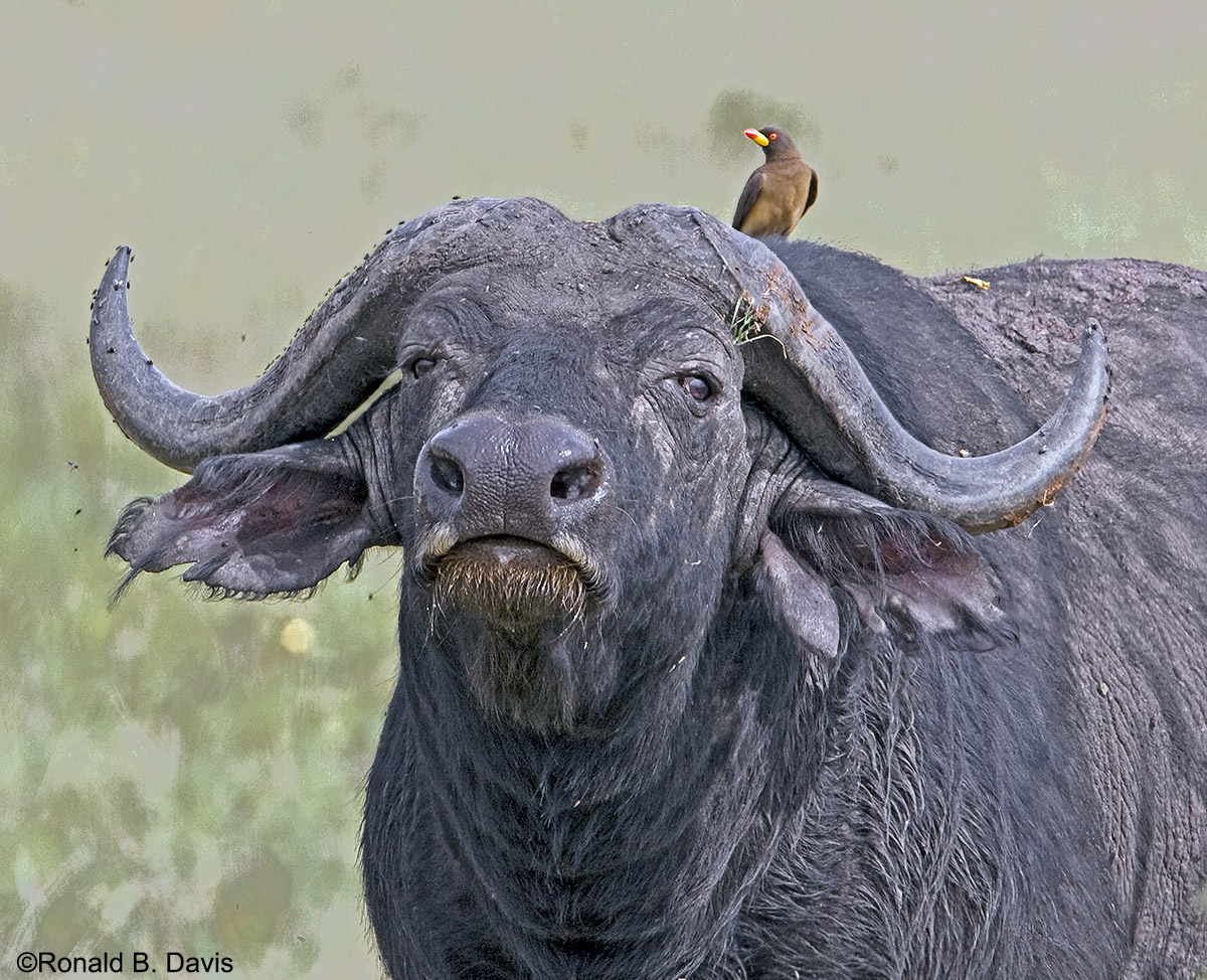 Cape Buffalo