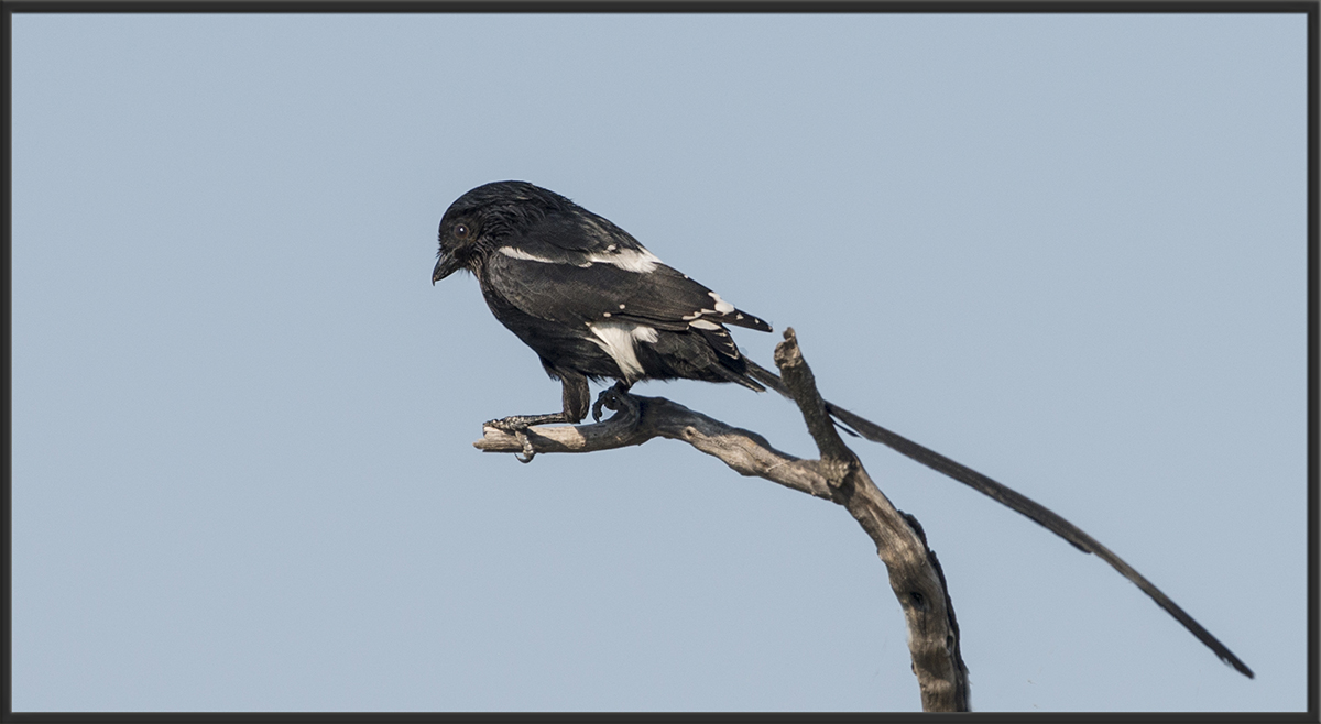 Magpie Shrike