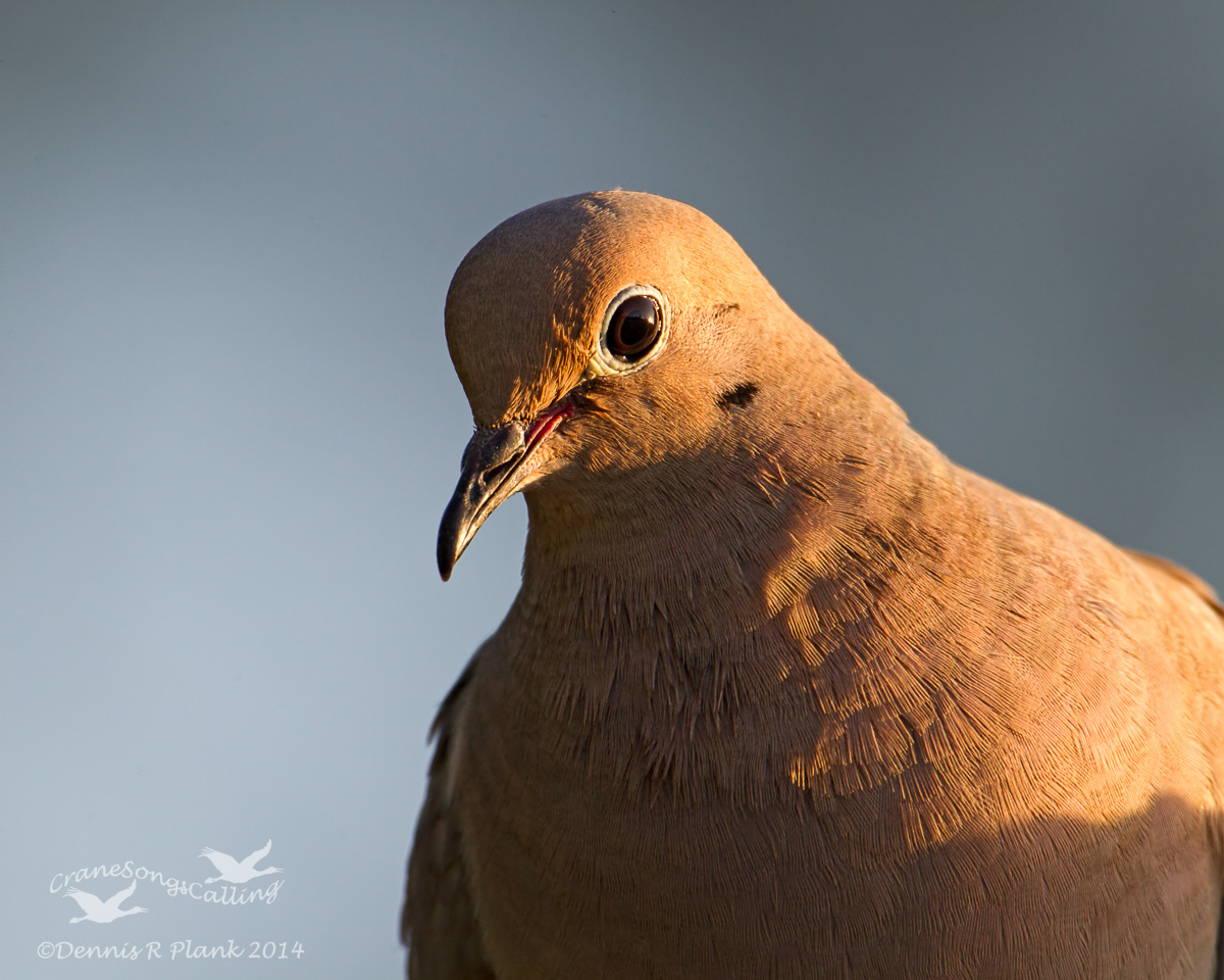 Mourning Dove Portrait