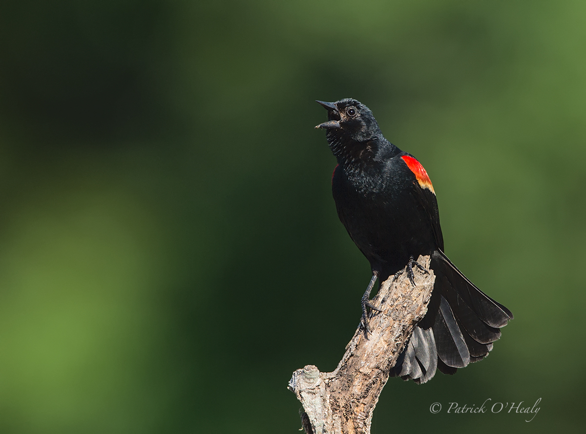 Red-winged Blackbird